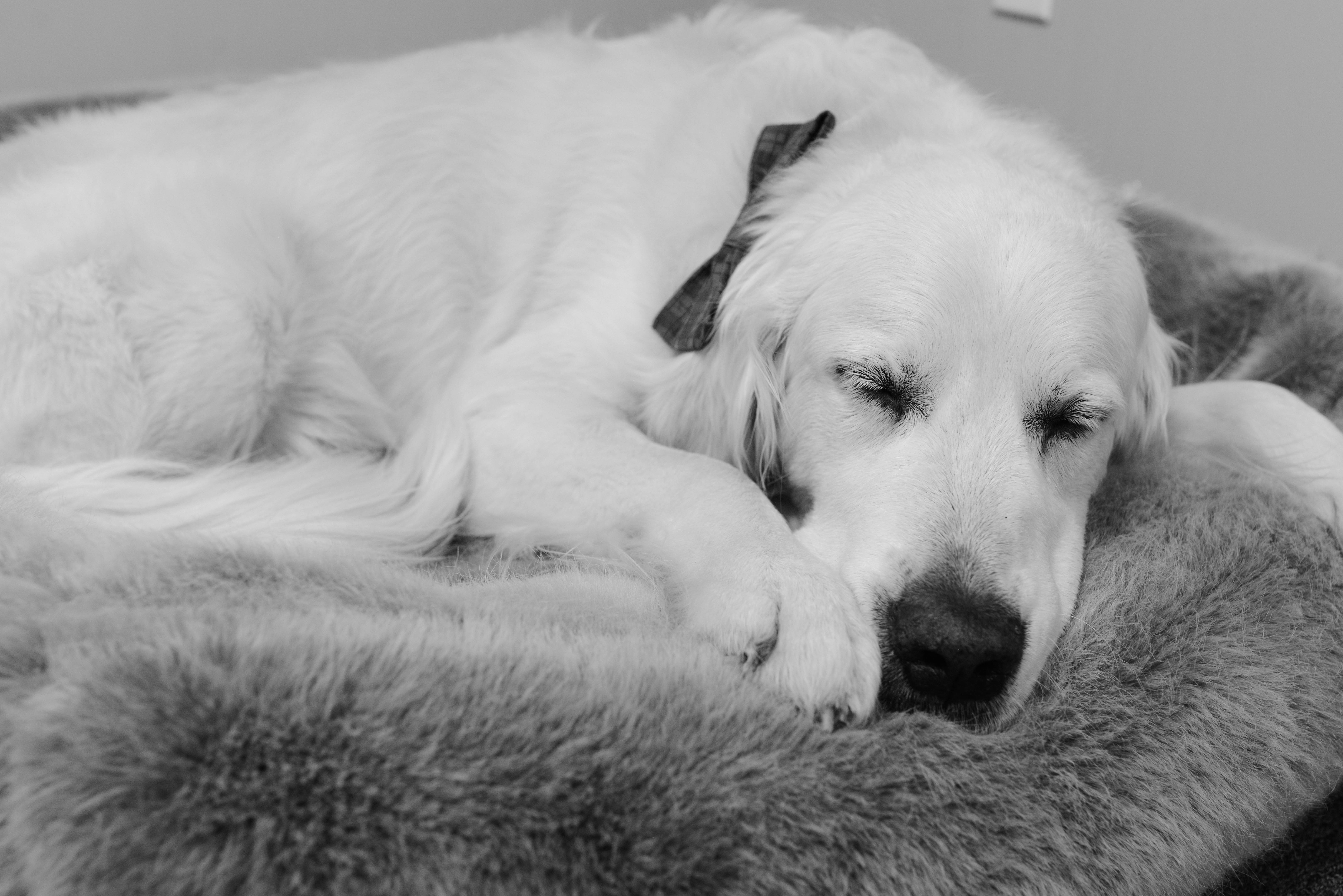 Brinkley the office dog